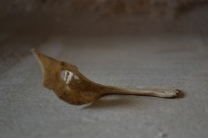 Galilee fish bone