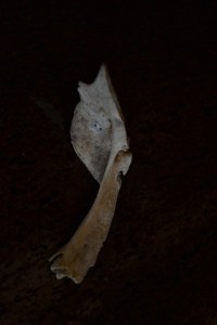 Galilee Fish skeleton