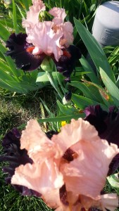 Darkness to light Iris